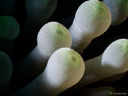This photo of an aneomone was taken during a dive last we... by Steven Anderson 